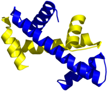 Structure tridimensionnelle de deux domaines histone-fold associés selon le motif de la poignée de main