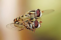 Hoverflies (Simosyrphus grandicornis) mating in midair