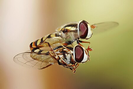 Hoverflies mating, by Fir0002