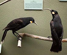 Two stuffed birds on a wooden stand