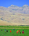 Image 8Kurdish villagers working in a field (from Kurdistan Region)