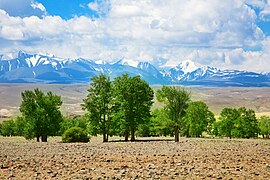 Álamos preto do leito dun río. Ao fondo, os Montes Dourados do Altai