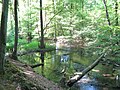 Schaale in einem Wald bei Kogel