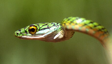 Leptophis ahaetulla