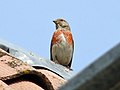 Carduelis cannabina (mužjak)