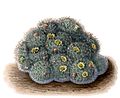 Mammillaria bocasana