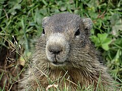 Marmotte dans le parc national de la Vanoise.