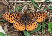 Adult, dorsal view.