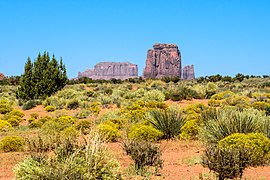 Vegetation of Monument Valley