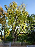 Gemeine Esche (Fraxinus excelsior) in Perlach