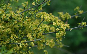 Rameaux de bouquets de fleurs mâles.