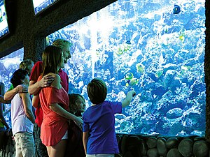 Tourists watching fish in the aquarium