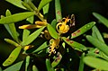Persoonia sp. (Geebung), Barren Grounds