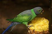Green parrot with grey back, head, and tail