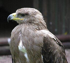 Aquila rapax