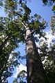 Eucalyptus jacksonii (Red Tingle)