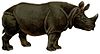 RHINOCEROTIDAE/