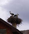 Nid de cigognes à Baranda