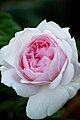 Rose 'Masako' ('Eglantyne').