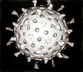 Rotavirus reconstruction