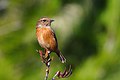 Saxicola rubicola (hembra)