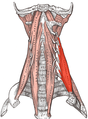 le muscle scalène moyen.