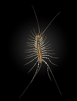 Scutigera coleoptrata