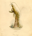 Shrimp 1896