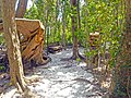 Pathway through the hammock with fallen trees