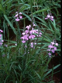 Description de l'image Striga hermonthica.jpg.