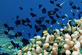 Shoals of threespot dascyllus fish at Wakatobi National Park