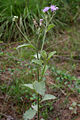 Vernonia cinerea in Talakona forest, in Chittoor District of Andhra Pradesh, India.