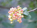 Viburnum lantana