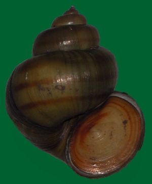 Viviparus contectus