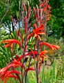 Watsonia fulgens