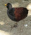 slika 2a. Jacana jacana