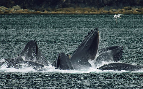 Humpback whales feeding, by Evadb (edited by John O'Neill)