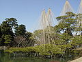 Some ancient pine trees at Kenroku-en supported by cords in winter to keep their limbs from breaking