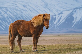 Un poney zanskari sur les hauteurs du Jammu-et-Cachemire. (définition réelle 5 640 × 3 762)