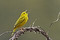 Male in the midst of vocalizing.