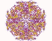 Modello tridimensionale dell'enzima