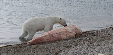 A polar bear scavenging on a narwhal carcass