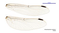 Female wings