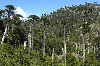 Araucaria araucana