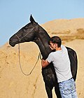 Jeune homme et étalon noir.