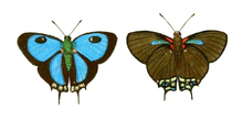 Adult, dorsal view (left) and ventral view.