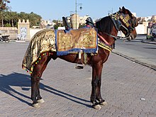 Cheval bai caparaçonné à l'arrêt, vu de profil droit.