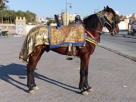 Barbe tunisien bai à Tozeur, en Tunisie.