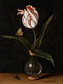 Vase with a single Tulip, 1625, Mauritshuis, The Hague.