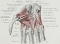 Caput profundum of the Flexor pollicis brevis muscle